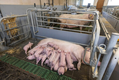 pen size sows