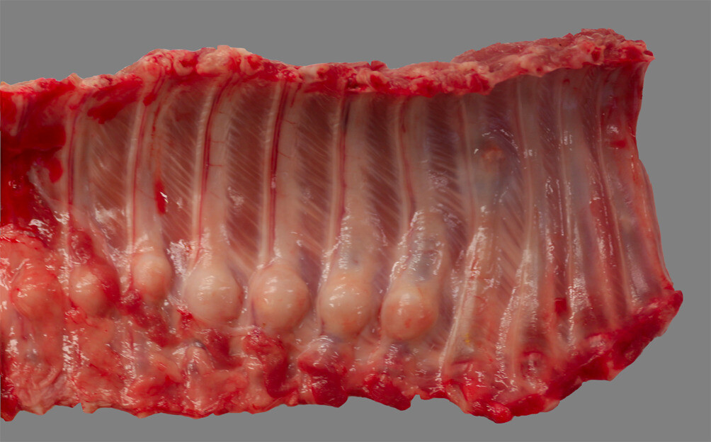 Macroscopic osseous lesions. Left thoracic rib cage showing 7 adjacent rib fractures with prominent callus formation. Photo: Institute of Veterinary Pathology, Vetsuisse Faculty, University of Zurich