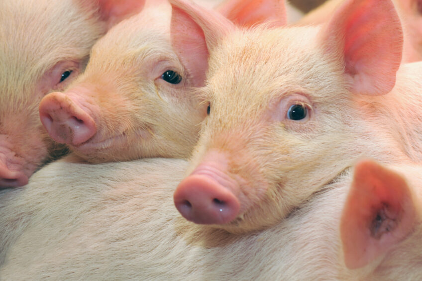 As global swine production continues to face threats from viral pathogens like ASF, PED, and PRRS, feed biosecurity has become an essential component of comprehensive disease prevention strategies. Photo: Anitox
