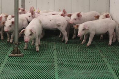 5 key facts about trace minerals in pigs