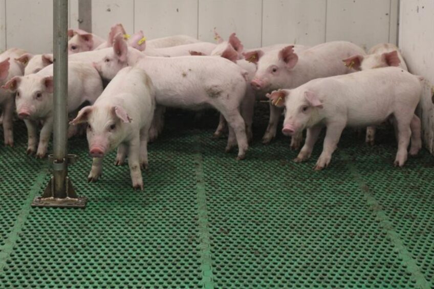 5 key facts about trace minerals in pigs
