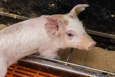 feeding behaviour piglets