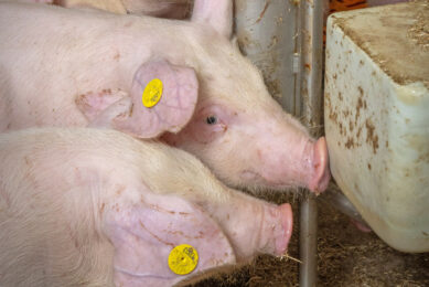 Microencapsulated probiotics help strengthen immunity in weaned pigs. Photo: Koos Groenewold