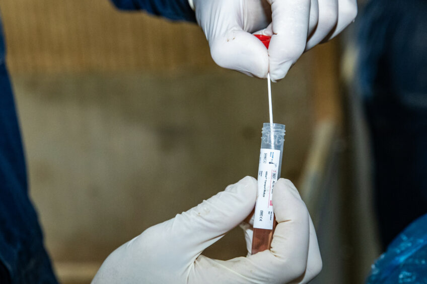 France swine flu