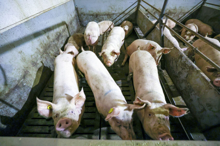 PRRS resistant