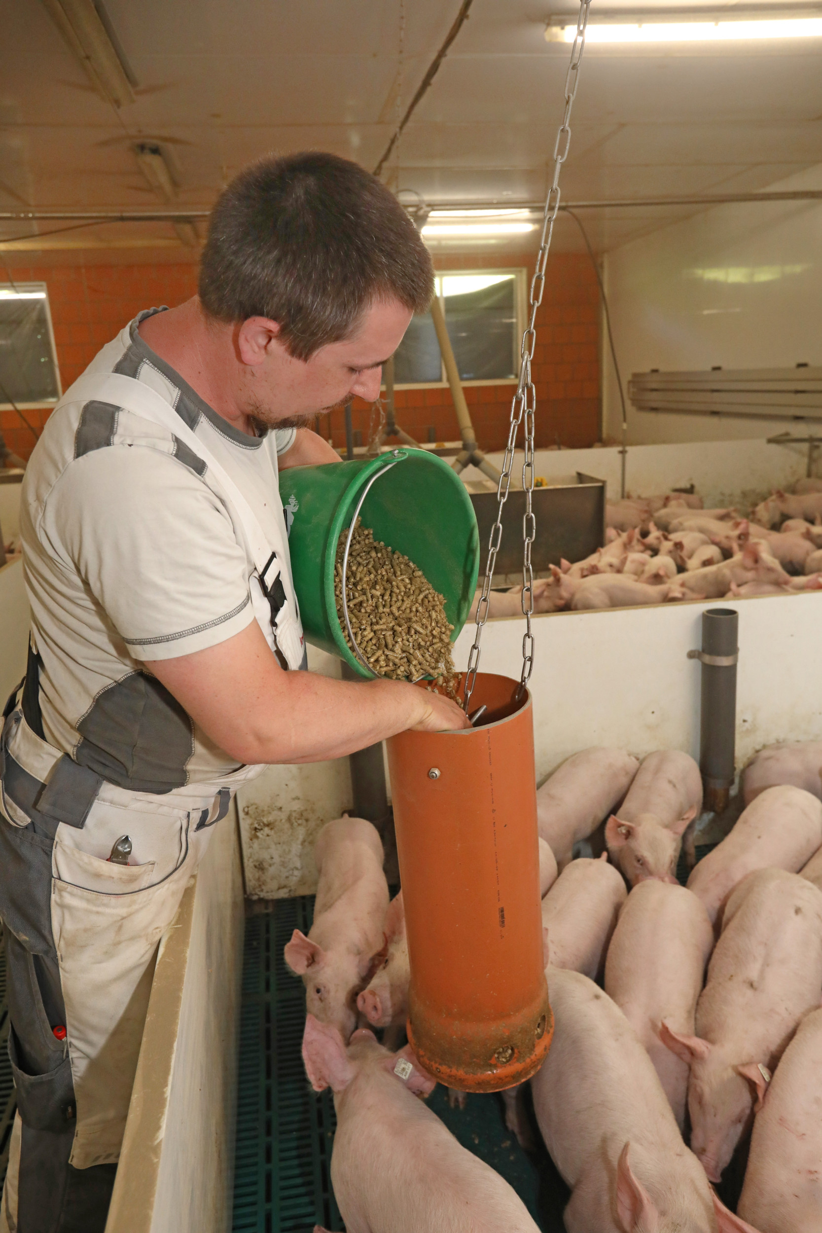 Farm manager Jonas Zacharias is providing hay pellets to the grower pigs. Photos: Henk Riswick