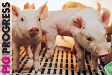PEDv and pig pens in Pig Progress 4 