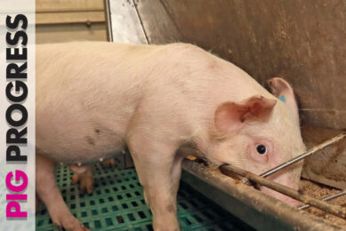 Large groups and small litters in Pig Progress 5