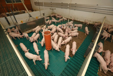 grower pigs groups