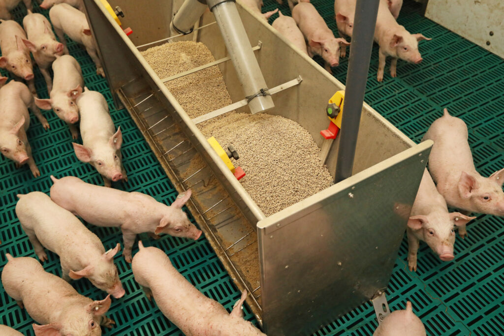 The double-sided stainless stell dry feeding units can feed 16 pigs.