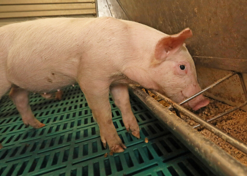 The weaner pigs receive 4 different diets in the grower facility.