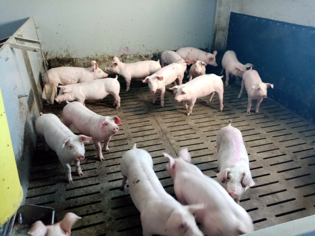 Photo: Pork & Co