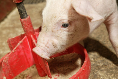 What source of methionine will best support piglet growth? Photo: Peter Bakker