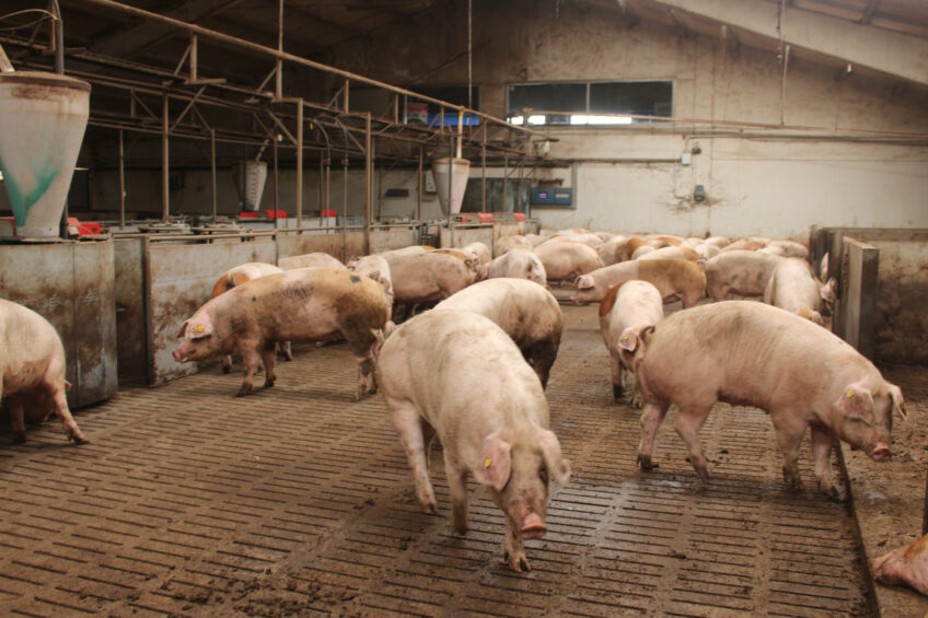 Gestating sows on a farrow-to-wean farm near Lleida in northern Spain. Photo: Vincent ter Beek