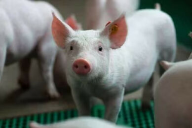 Swine Prime is a complete hygiene programme developed by CID Lines, an Ecolab company. Photo: CID Lines