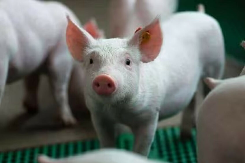 Swine Prime is a complete hygiene programme developed by CID Lines, an Ecolab company. Photo: CID Lines