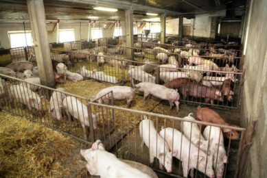 Straw can be a entrance route for ASF virus to enter farms in Poland. Photo: Henk Riswick