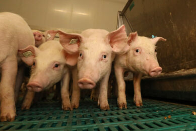 A team of Thai researchers examined the effects of supplementing the feed additive B. licheniformis on the microbiota composition of sow colostrum and milk and subsequent diarrhoea incidence in piglets. Photo: Henk Riswick