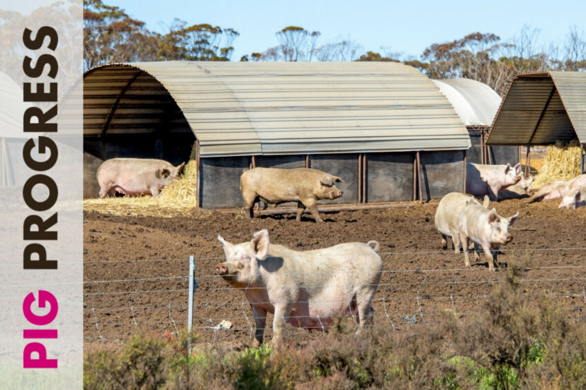 Biosecurity and bugs in Pig Progress 3