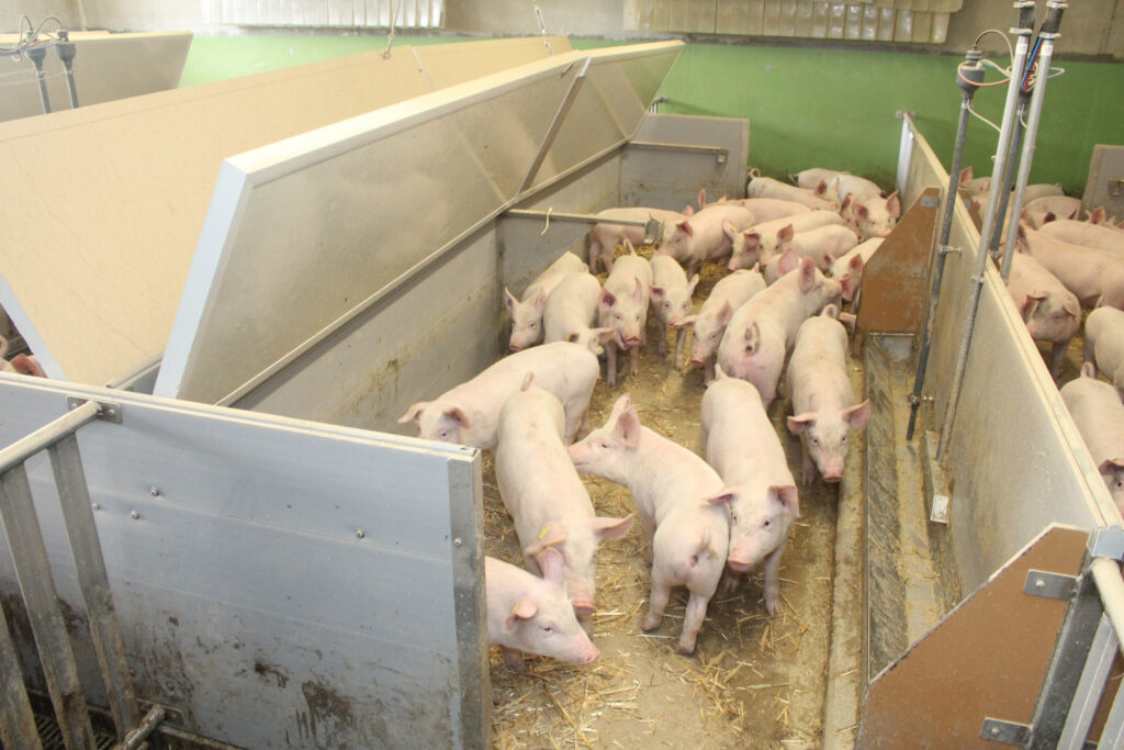Piglets do not get tail docked on Swiss farms.