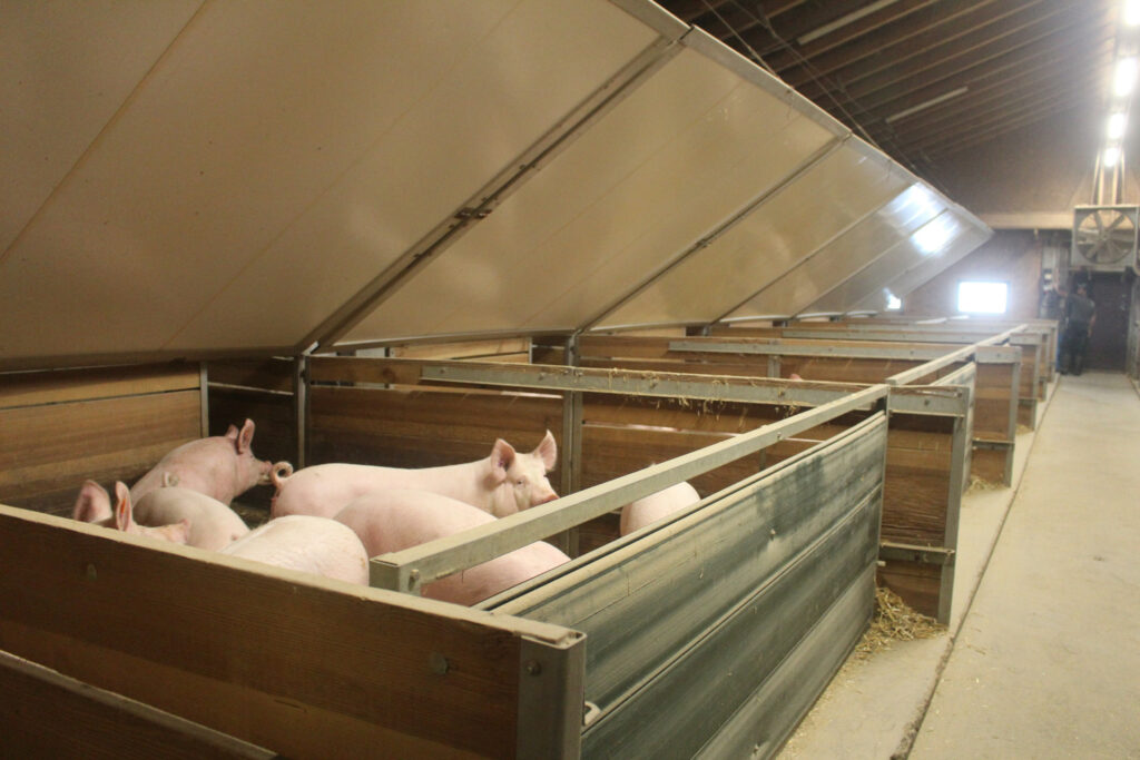 Gitls are kept in spacious pens with large covers. Photo: Vincent ter Beek