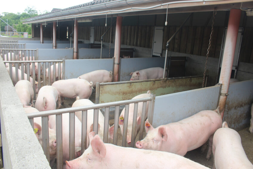 pigs Switzerland