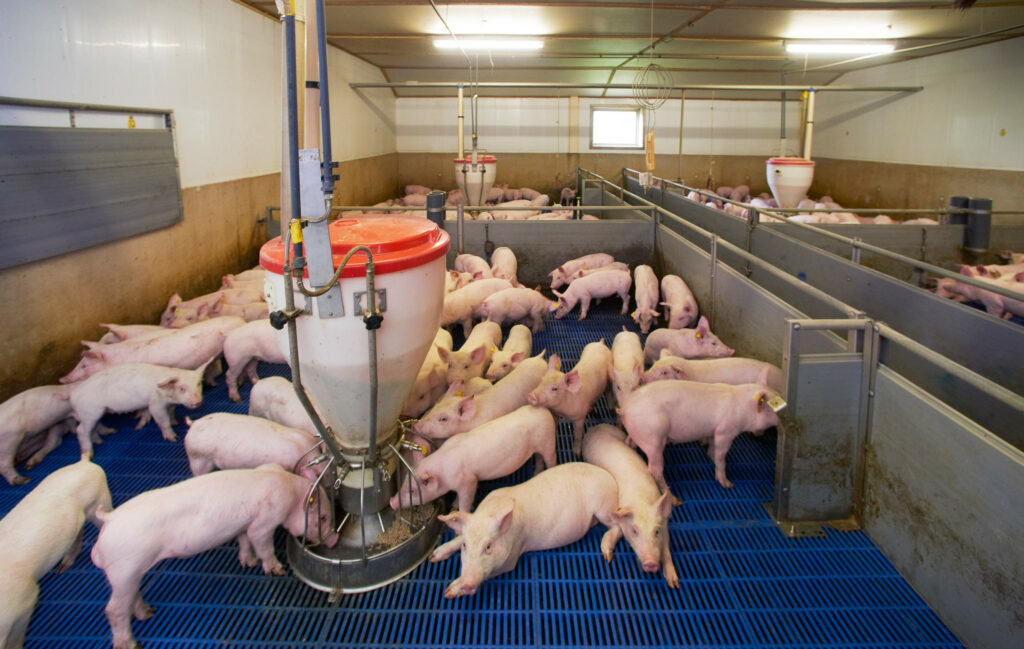 Healthy piglets eat and grow well. A new targeted approach against S. suis promotes animal health and welfare, while reducing antibiotic use. Photo: Van Assendelft Fotografie