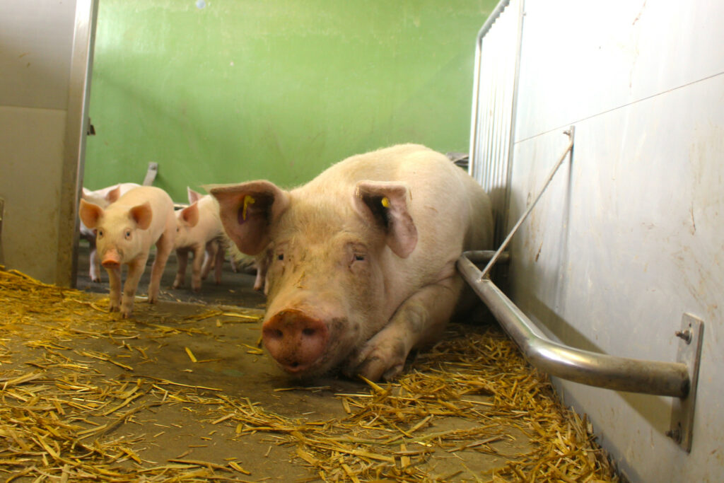 The farrowing pens are spacious with almost 8 m<sup>2</sup> per pen.