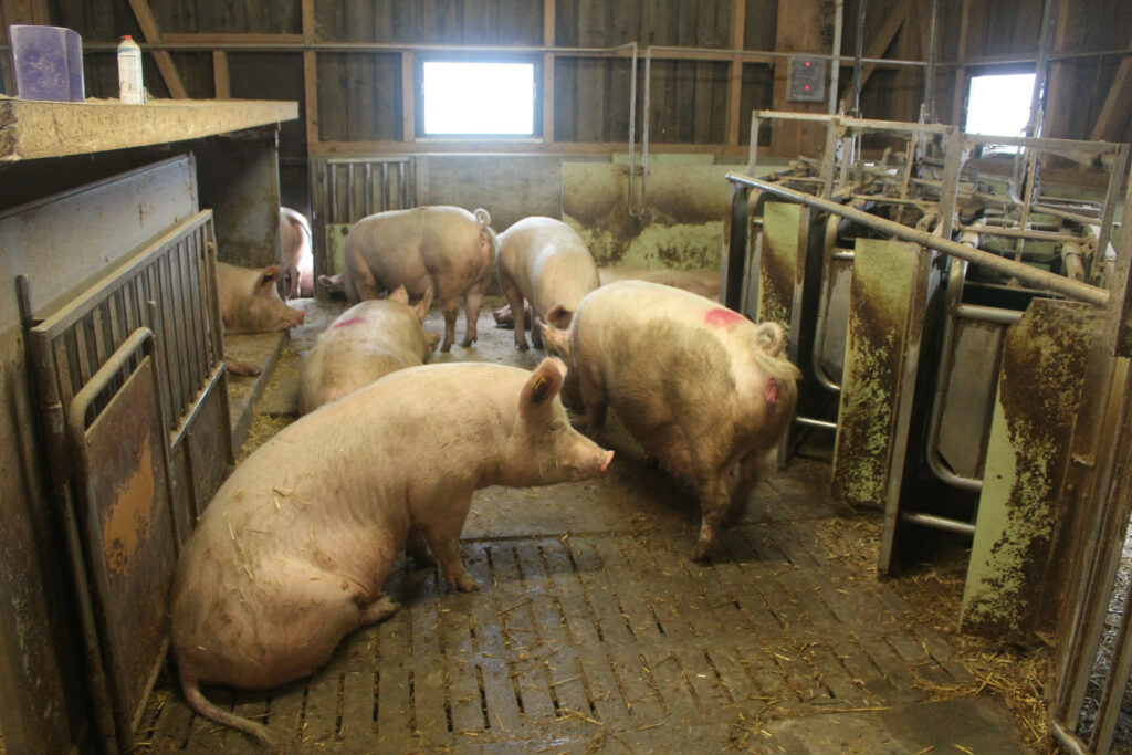 Gestating sows are kept in two dynamic groups. Photo: Vincent ter Beek