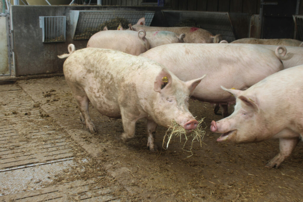 Gestating sows also have an outdoor area - the animals carry straw around.