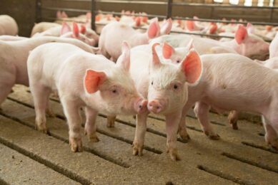 Ween-to-finish barn in Dyersville, Iowa, US. Photo: Alltech