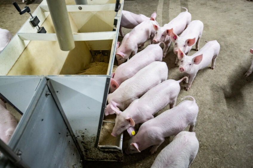 Healthy weaners in a pen. S. suis tend to emerge between three to four weeks post-weaning. Photo: Ronald Hissink