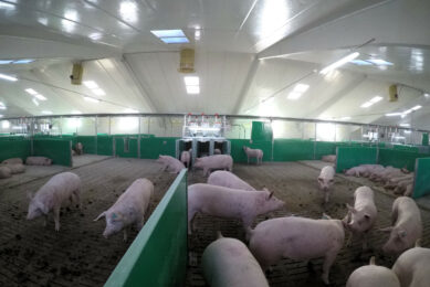 Spain pig performance