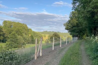 ASF Germany: NRW builds fence as infected boar count rises to 36