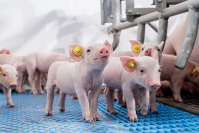 Over the years, research has reinforced the critical role of early-life nutrition in laying the foundation for lifelong health and performance in pigs. Photos: Trouw Nutrition