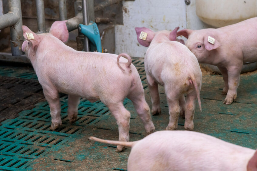 animal-friendly production