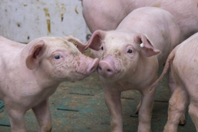 pig market