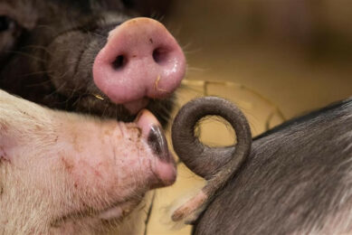 What characterises a biting pig? That was key in recent US research. This picture is not related to the research. Photo: Ronald Hissink