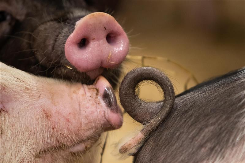 What characterises a biting pig? That was key in recent US research. This picture is not related to the research. Photo: Ronald Hissink