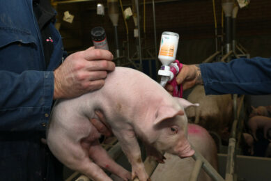 Russia pig vaccines