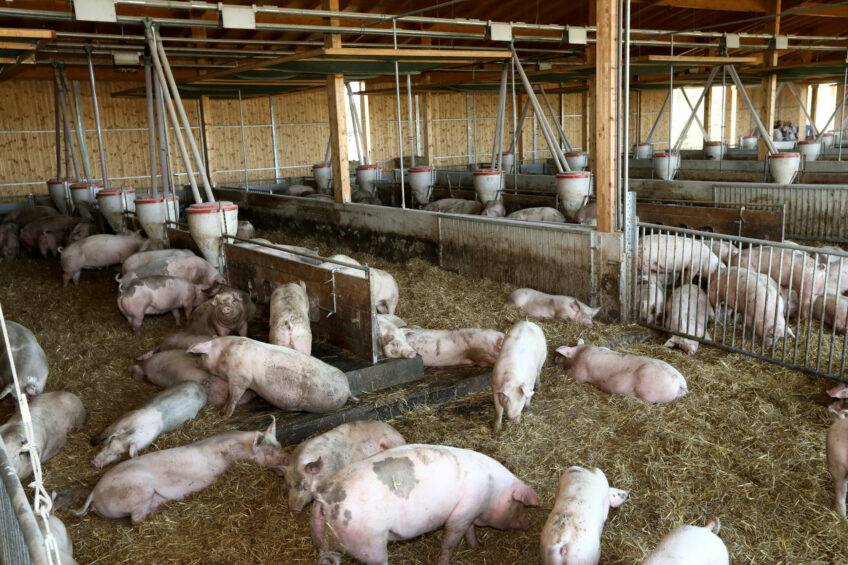 German pig industry survey yields gloomy picture