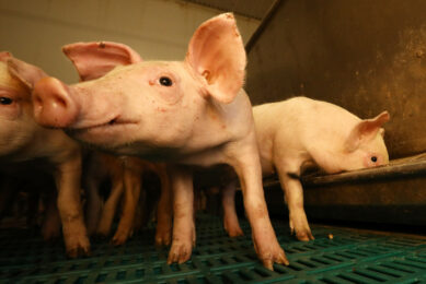 The virus variant, first reported late 2024, causes piglets to develop bulging eyes with an abnormal position. In addition, it is sometimes accompanied by red, balding and wrinkled skin. Photo: Henk Riswick