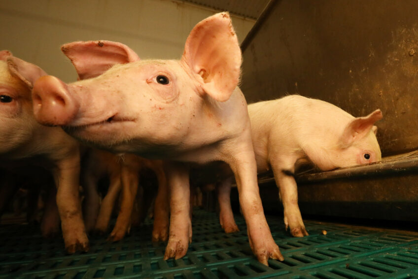 The virus variant, first reported late 2024, causes piglets to develop bulging eyes with an abnormal position. In addition, it is sometimes accompanied by red, balding and wrinkled skin. Photo: Henk Riswick