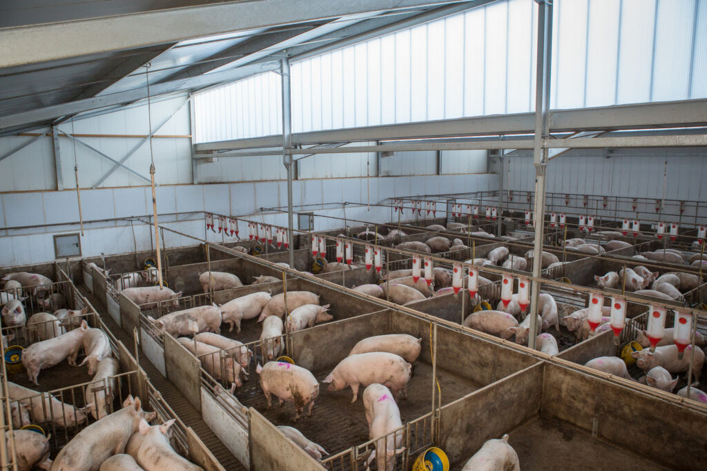 Providing daylight for all pigs is set to become compulsory for producers in the Netherlands. Photo: Peter Roek