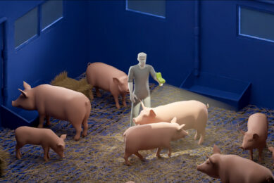 The system analyses a pig’s body shape and estimates its weight within several seconds. Photos: Lemberg Solutions