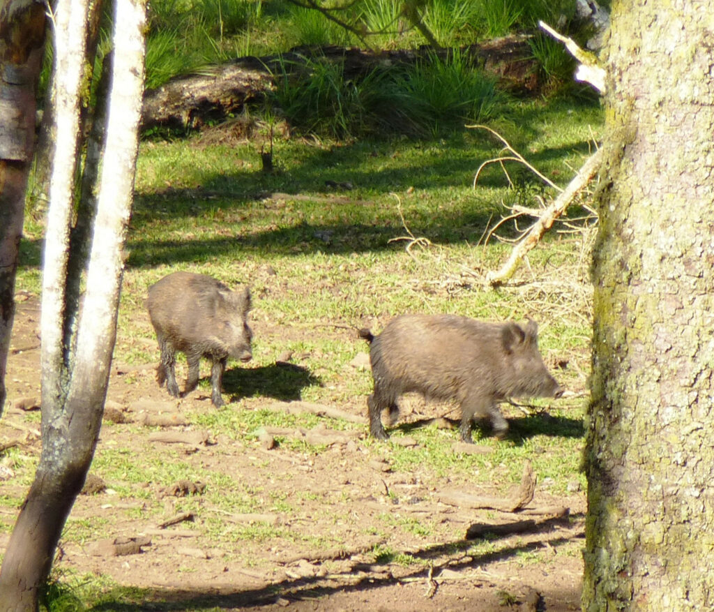 Feral pigs can be a reservoir or a transmission route of pig diseases in Brazil. Photo: Embrapa