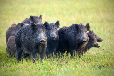 Feral pigs in a meadow in Brazil. Photo: Paraná Federation of Agriculture (FAEP)