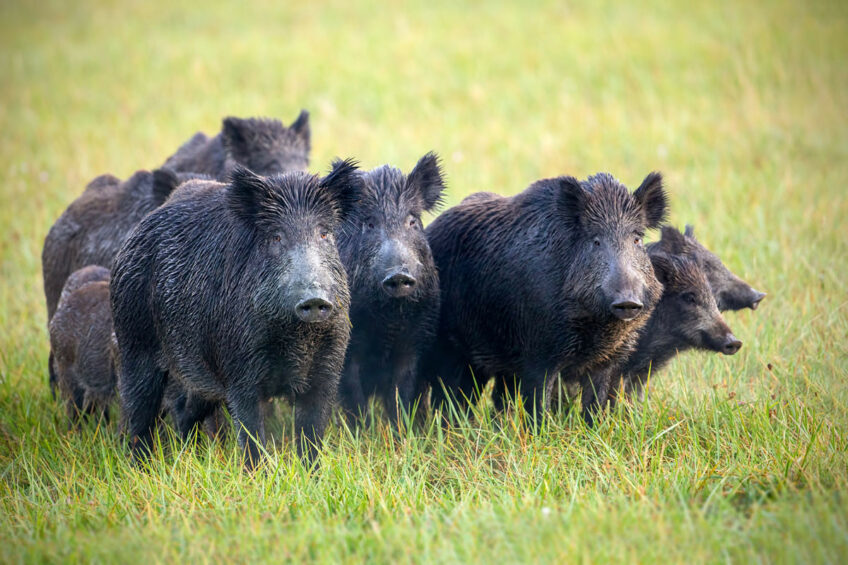 Feral pigs in a meadow in Brazil. Photo: Paraná Federation of Agriculture (FAEP)