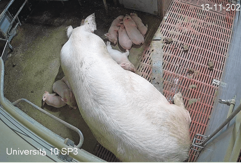 A sow rolled from one side to the next.