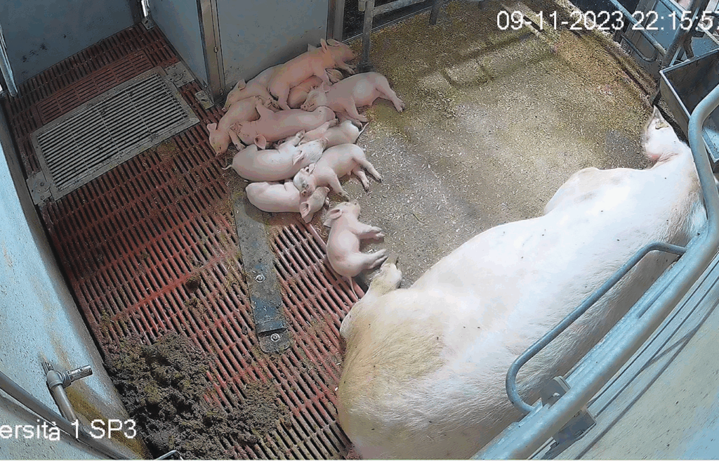 ...and piglets laying everywhere in the pen.